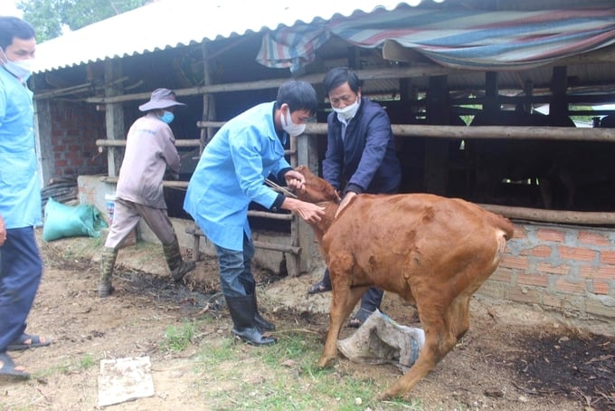 Bình Định đảm bảo 80% vật nuôi được tiêm phòng vacxin. Ảnh: V.Đ.T.