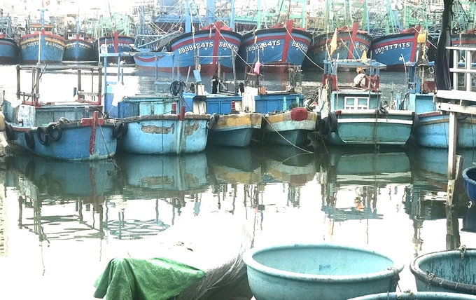 Hiện Bình Định có 1.066 tàu cá đang hoạt động mà không đăng ký, không đăng kiểm và không có giấy phép khai thác. Ảnh: V.Đ.T.