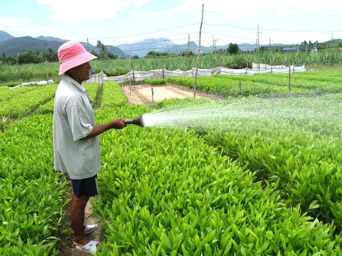54 cơ sở, vườn ươm giống cây lâm nghiệp ở huyện Vân Canh (Bình Định) không còn lo thiếu nước tưới trong mùa nắng hạn sau khi hệ thống đập dâng Hà Thanh đưa vào sử dụng. Ảnh: V.Đ.T.