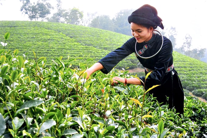 9 tea products from Thai Nguyen province were selected as typical products in the Northern region.