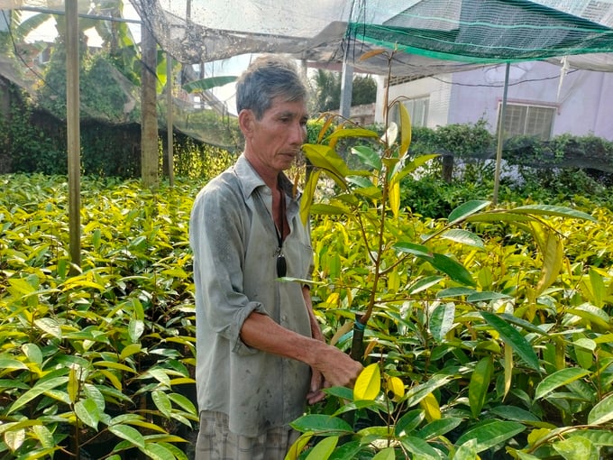 Cây giống sầu riêng đang có giá khoảng 100 nghìn đồng/cây. Ảnh: Minh Đảm.