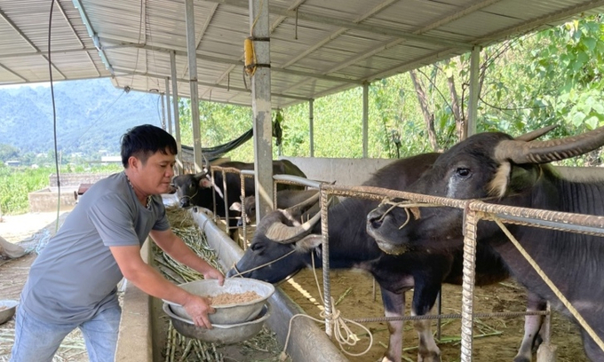 Con trâu giống như khoản tiền tiết kiệm, để người dân có thu nhập trang trại sinh hoạt gia đình. Ảnh: HĐ.