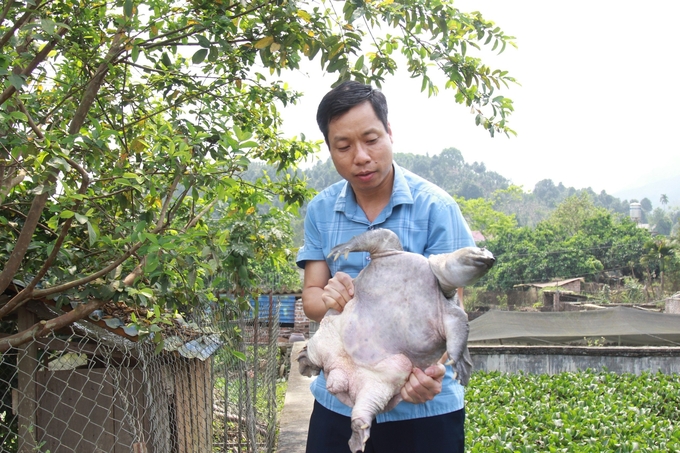 Ông Sa Quang Tuấn - Phó Chủ tịch UBND xã Cát Thịnh cho biết, hiện cả xã có gần 500 hộ dân nuôi ba ba. Ảnh: Thanh Tiến.