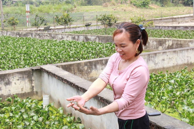 Người dân ở xã Cát Thịnh, huyện Văn Chấn, chủ yếu nuôi giống ba ba gai có giá trị kinh tế cao. Ảnh: Thanh Tiến.