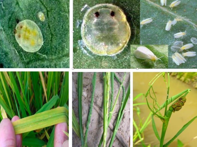 Rầy phấn trắng hại lúa xuất hiện và gây hại nhiều trên địa bàn các tỉnh đồng bằng sông Cửu Long gây hại rất lớn.