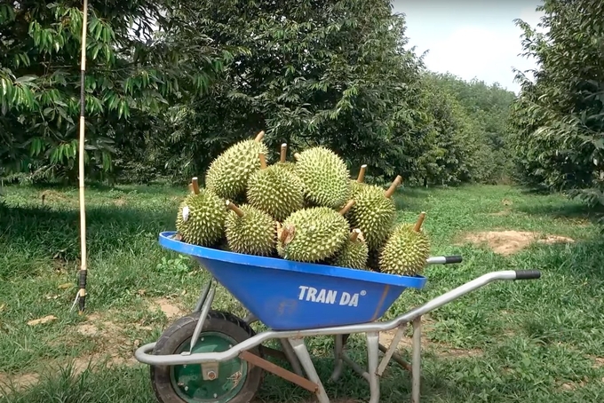 This year's durian export value can surpass USD 3 billion. Photo: Son Trang.