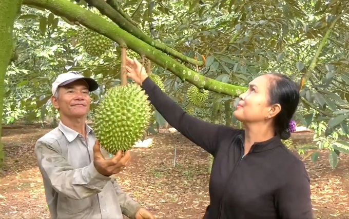 Vietnam is one of the countries with the durian output of more than 1 million tons. Photo: Son Trang.