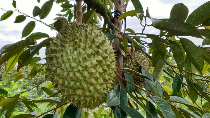 Vietnamese fresh durian has been exported to 22 markets. Photo: Son Trang.