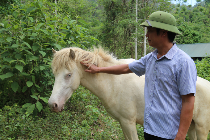 Ông Nguyễn Xuân Oanh bên những con ngựa bạch chăn nuôi tại trang trại. Ảnh: HĐ.