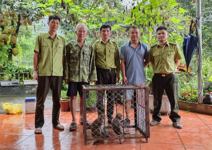 Hai cá thể khỉ vàng được người dân bàn giao cho Hạt Kiểm lâm Bảo Thắng (Lào Cai). Ảnh: T.N.