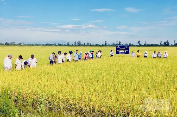 Quảng Trị đặt mục tiêu đến năm 2025 có 1.000ha lúa hữu cơ. Ảnh: Võ Dũng.
