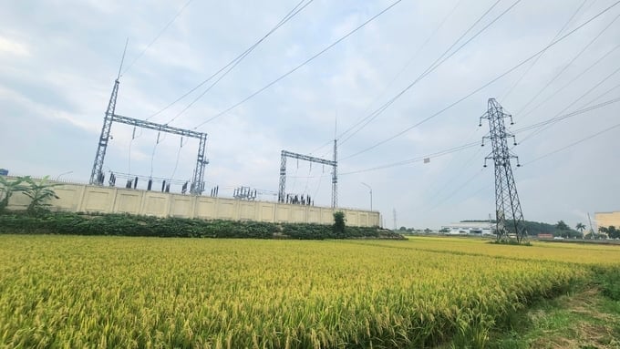 Hơn 10 sào lúa của người dân xã Tân Lâm Hương ở khu vực gần trạm biến áp 110kV bị lép hạt, giảm năng suất . Ảnh: TN. 