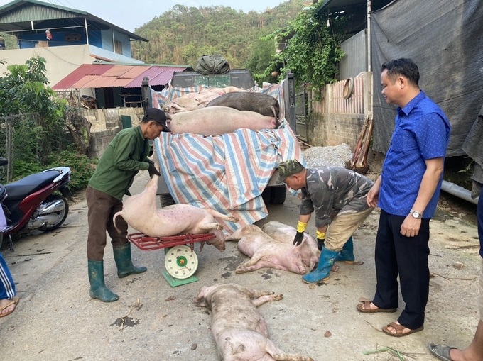 Tiêu huỷ lợn bị bệnh tả Châu Phi ở thành phố Bắc Kạn. Ảnh: Ngọc Tú.