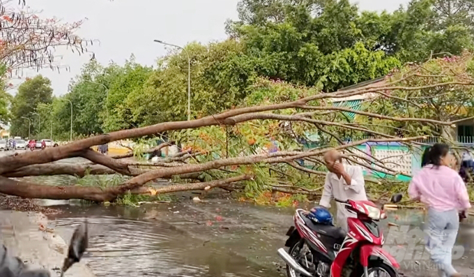 Cây phượng vỹ trước cổng trường THCS Lý Tự Trọng bị bật gốc, ngã đổ xuống đường chiều 16/5. Ảnh: Trần Trung.