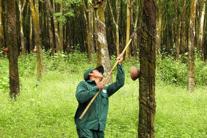 80% diện tích cao su ở Việt Nam của VRG đã có chứng nhận quản lý rừng bền vững. Ảnh: Thanh Sơn.