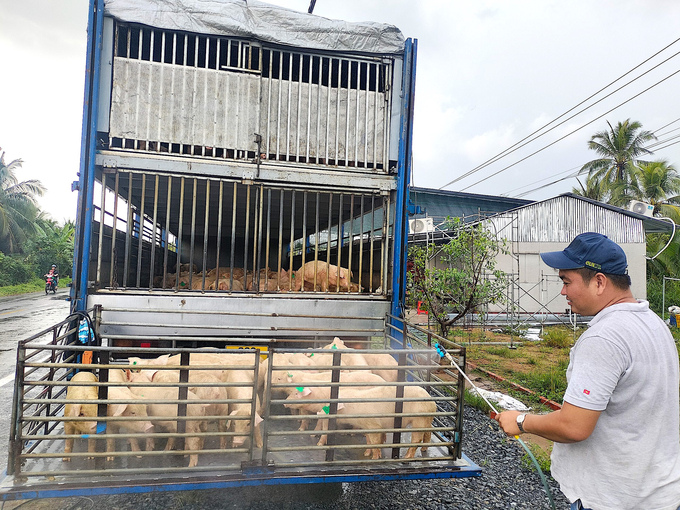 Một doanh nghiệp ở Đồng Nai đang giao heo giống cho người chăn nuôi ở huyện Mỏ Cày Nam. Ảnh: Minh Đảm.