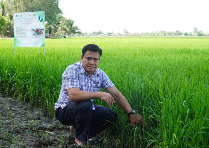 Cánh đồng lúa giảm phát thải đầu tiên ở ĐBSCL thuộc Đề án 1 triệu ha lúa chất lượng cao đang phát triển khá tốt. Ảnh: Kim Anh.