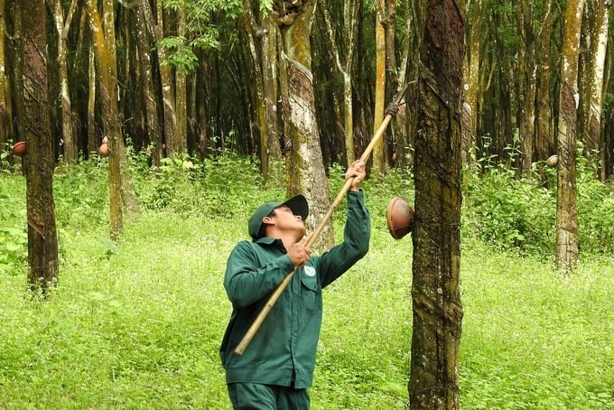 80% of VRG's rubber area in Vietnam has been granted the certificate of sustainable forest management. Photo: Thanh Son.