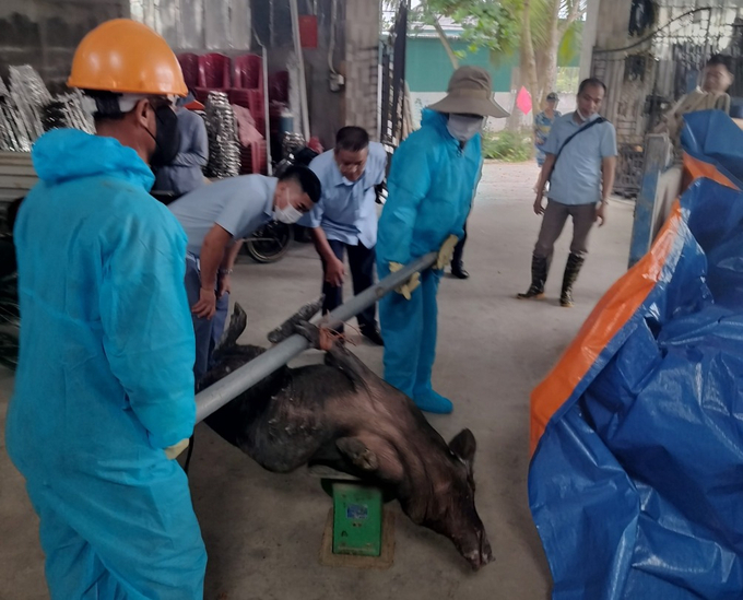 Thị xã Quảng Yên đã chỉ đạo các cơ quan chuyên môn phối hợp tiêu hủy số lợn mắc bệnh theo quy định. Ảnh: Tiến Thành.