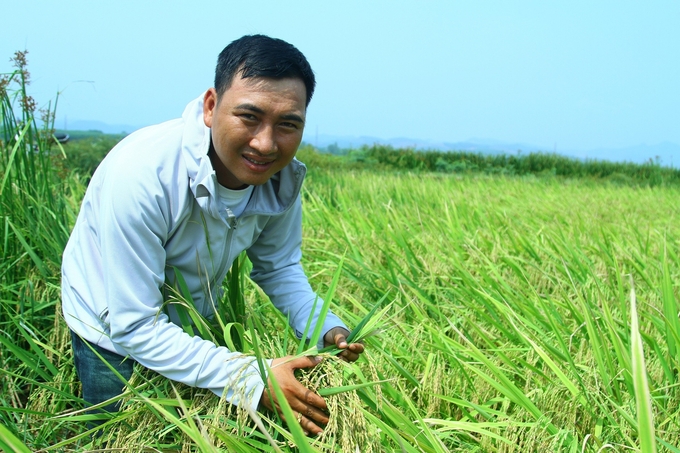 Nông dân trẻ Trần Văn Khánh bên diện tích lúa không bị đổ rạp sau trận mưa lớn. Ảnh: T. Phùng.