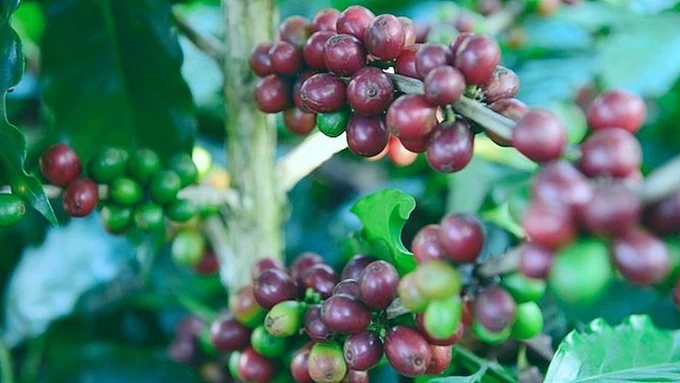 Latest coffee prices domestically and globally on 05/18/2024