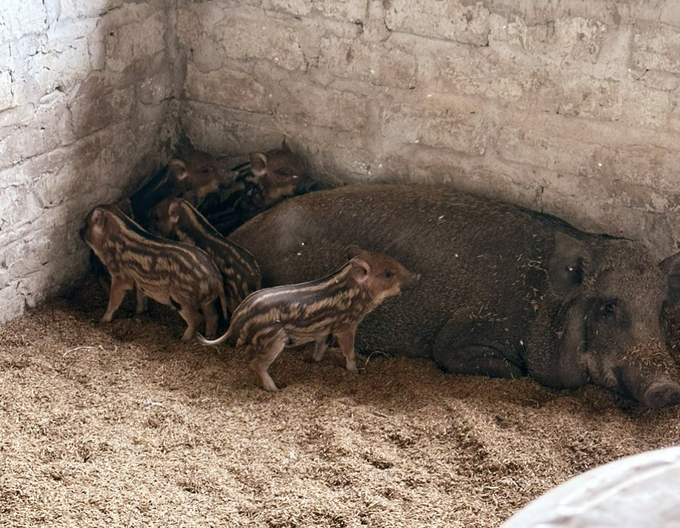 Xuất hiện ổ dịch tả lợn châu Phi tại xã Tiền Phong, thị xã Quảng Yên. Ảnh: Cường Vũ