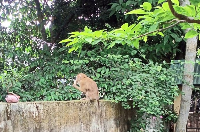 Wild monkeys have appeared in Tran Thanh Ngo Ward, Kien An District. Photo: Dinh Muoi.