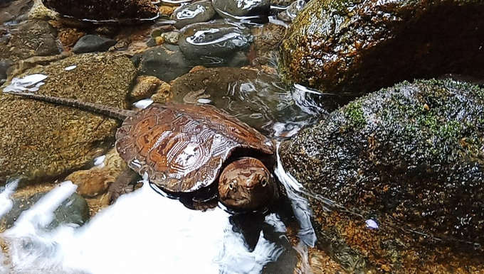 Vu Quang National Park calls on people to join hands in protecting wildlife. Photo: Thanh Nga.