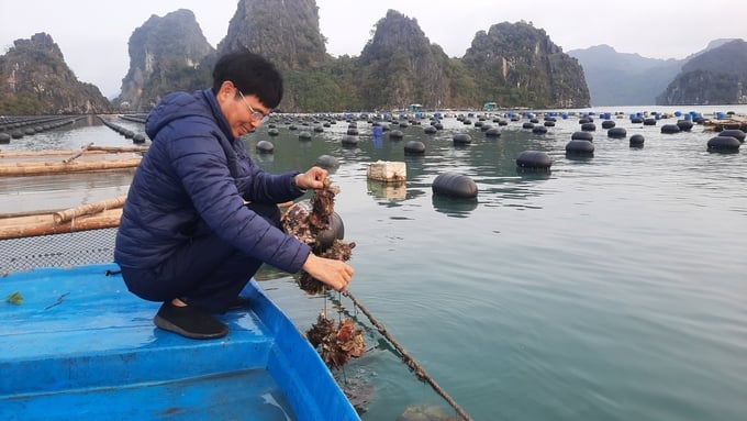 Mô hình nuôi biển của HTX Thủy sản Thắng Lợi (xã Thắng Lợi, huyện Vân Đồn). Ảnh: Nguyễn Thành.