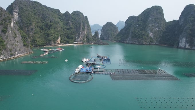 Mô hình nuôi biển kết hợp du lịch của STP Group trên vùng biển huyện Vân Đồn. Ảnh: Nguyễn Thành.