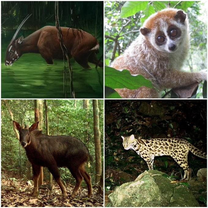 The camera trap system records many endangered and rare animal species living in Vu Quang National Park. Photo: Thanh Nga.