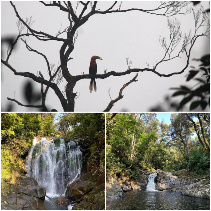 The diversity of the animal and plant systems in Vu Quang National Park is in no way inferior to any other area within the country's territory. Thanh Nga.