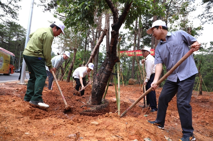 750 cây mai anh đào được trồng dọc tuyến đèo Prenn, TP Đà Lạt. Ảnh: QS.