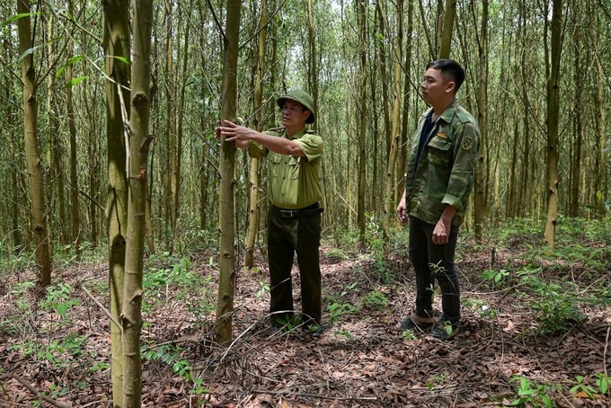 Cán bộ Chi cục Kiểm lâm tỉnh Bắc Giang hướng dẫn người dân trồng rừng. Ảnh: Tùng Đinh.