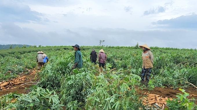 Hiện nay tỉnh Phú Yên sản xuất khoảng 26.000ha/năm. Ảnh: KS.