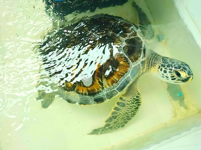 The green sea turtle was brought by the Tien Giang Department of Fisheries to be handed over to the Dau Tieng Wildlife Conservation Station for care, nurturing, and eventual release back into the sea as per regulations. Photo: Minh Thanh.