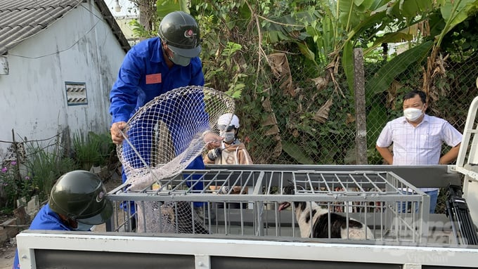 Đội bắt chó thả rông tại thành phố Vĩnh Long ra quân vào thứ hai và thứ tư hàng tuần với khung thời gian linh động, nhằm kéo giảm tình trạng nuôi chó gây mất an toàn nơi công cộng. Ảnh: HT.