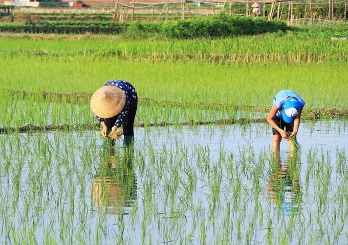 Hiện nay, hệ thống thủy lợi của TP Phổ Yên đang đảm bảo việc tưới, tiêu cho trên 7.600ha đất sản xuất nông nghiệp. Ảnh: Phạm Hiếu.