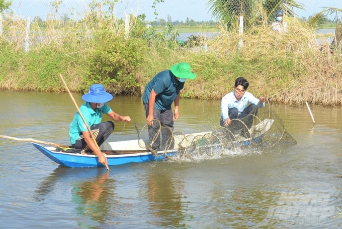 Mặc dù thời tiết bất lợi nhưng nhờ chủ động các biện pháp phòng chống, nhiều nông dân nuôi tôm ở Kiên Giang vẫn trúng mùa, thu hoạch đạt năng suất cao. Ảnh: Trung Chánh.