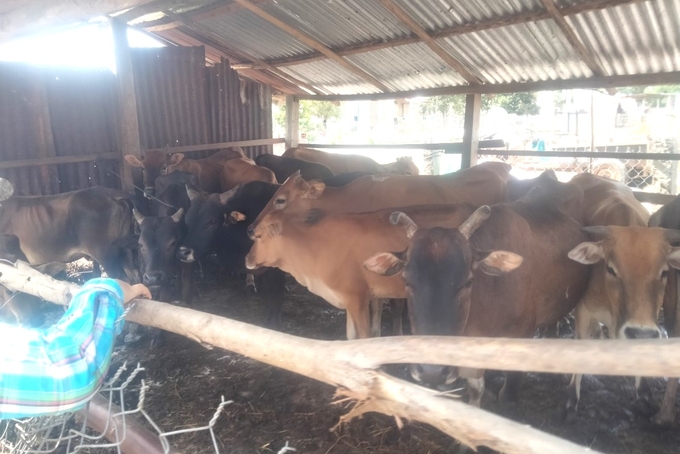 Việc tiêm vacxin trên đàn bò vẫn chưa được huyện Mang Yang quan tâm đúng mức. Ảnh: Tuấn Anh.