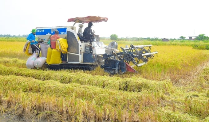 Thời gian qua, việc liên kết trong sản xuất lúa của huyện Vĩnh Thuận đã có nhiều chuyển biến tích cực. Ảnh: Diễm Trang.
