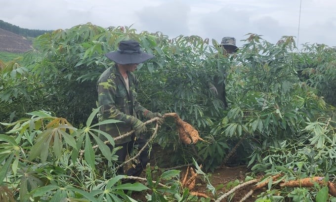 Phu Yen farmers harvest cassava. Photo: KS.