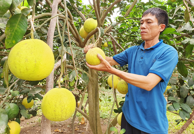 Vùng núi Hà Tĩnh lựa chọn chuyển đổi đất lúa kém hiệu quả sang trồng cây hàng năm như ngô, đậu và cây lâu năm như cam, bưởi. Ảnh: Thanh Nga.