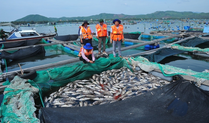 Người nuôi ở đầm Cù Mông, thị xã Sông Cầu khóc ròng vì tôm, cá bị chết hàng loạt. Ảnh: AN.