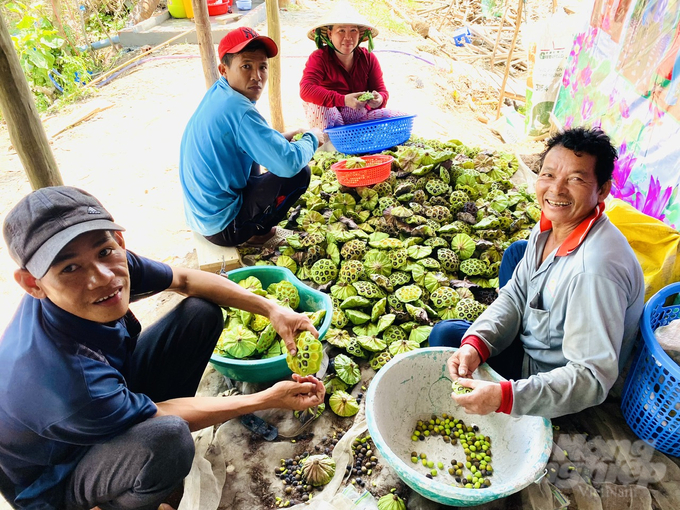 Nông dân Đồng Tháp thu hoạch gương sen. Ảnh: Lê Hoàng Vũ.