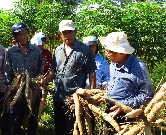 Thời gian qua, cây sắn đã tạo công ăn việc làm và thu nhập tốt cho bà con nông dân. Ảnh: NH.