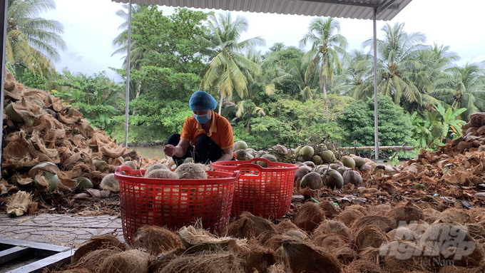 Công nhân của một doanh nghiệp tại Trà Vinh đang thực hiện công đoạn sơ chế trái dừa hữu cơ thành nhiều sản phẩm khác nhau. Ảnh: Hồ Thảo.