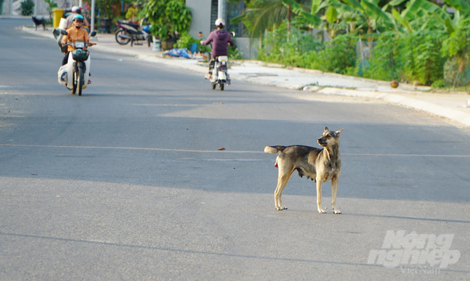 Đàn chó hoang tại huyện Côn Đảo có thể tới hàng trăm con, vừa ảnh hưởng đến an toàn của người dân, vừa có nguy cơ gây tai nạn cho người đi đường. Ảnh: Lê Bình.