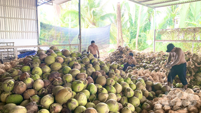 HTX nông nghiệp Vạn Hưng hiện thu mua dừa hữu cơ cho bà con nông dân tại huyện Càng Long với giá cao hơn thị trường từ 5 - 10 ngàn đồng mỗi chục. Ảnh: Hồ Thảo.