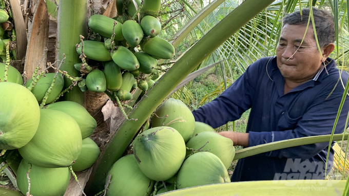 Nông dân Trà Vinh đã có nhiều chuyển biến trong việc sản xuất dừa theo hướng hữu cơ, bền vững, giá trị cao. Ảnh: Hồ Thảo.